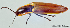 Semiotus luteipennis