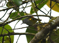 Euchrepomis callinota