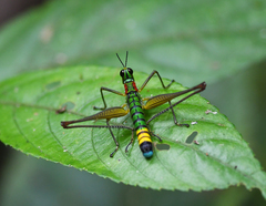 Paramastax rosenbergi