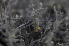 Buddleja mendozensis