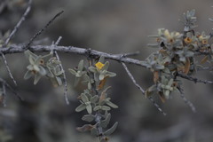 Buddleja mendozensis