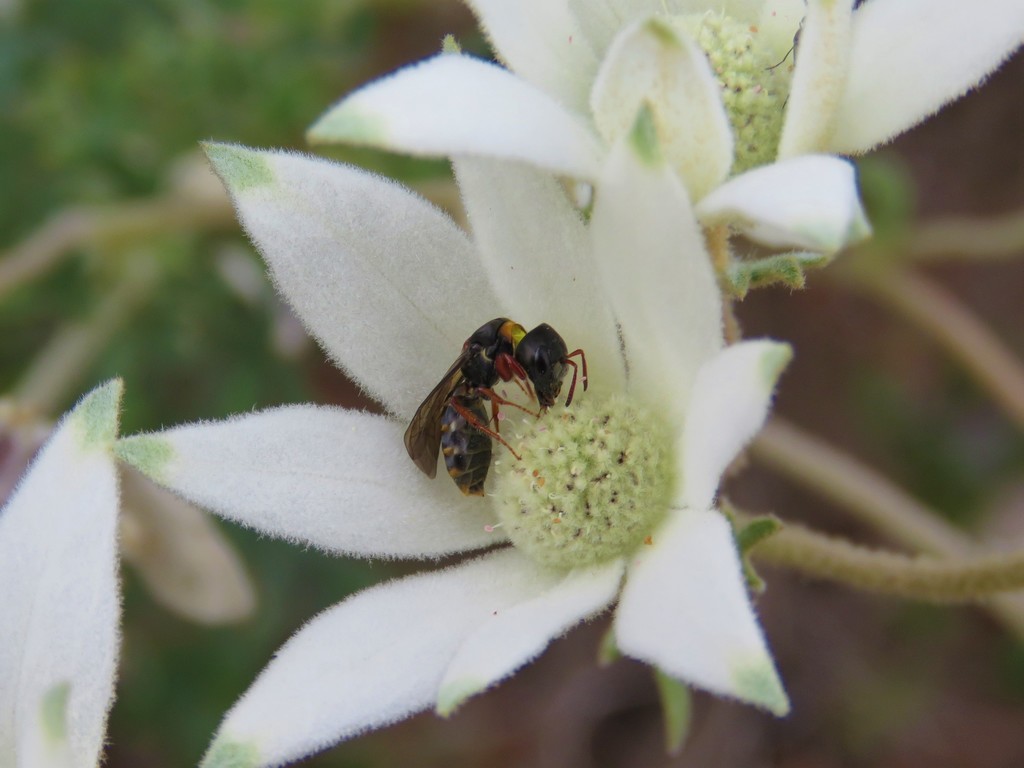 Sericogaster