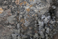 Tillandsia pedicellata