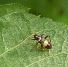Closterotomus biclavatus