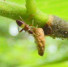 Closterotomus biclavatus