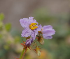 Solanum lacunarium