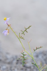 Solanum lacunarium