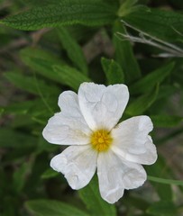 Cistus monspeliensis