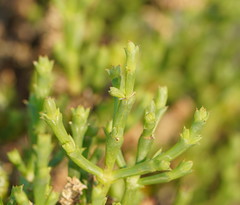 Tecticornia triandra