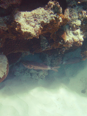 Cheilodipterus macrodon