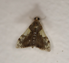 Rehimena cissophora