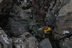 Trichocline boecheri