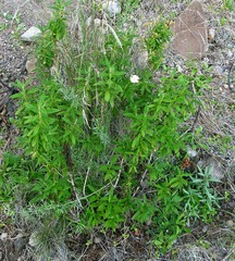 Cistus monspeliensis
