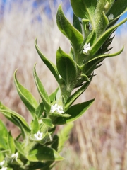 Anarrhinum duriminium