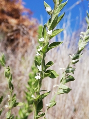 Anarrhinum duriminium