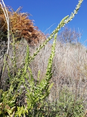 Anarrhinum duriminium
