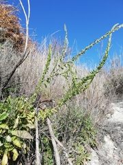 Anarrhinum duriminium