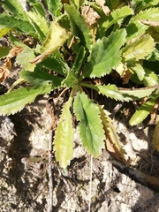 Anarrhinum duriminium