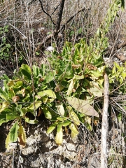 Anarrhinum duriminium