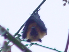 Pteropus seychellensis seychellensis