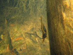 Paratya curvirostris