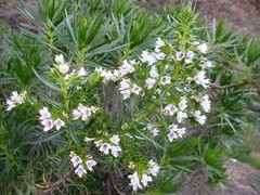 Echium decaisnei image