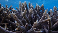 Acropora pulchra