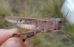 Pardalophora phoenicoptera