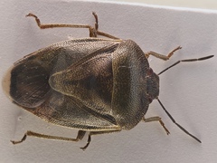 Piezodorus punctipes
