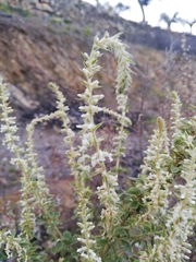 Anarrhinum duriminium