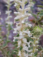 Anarrhinum duriminium