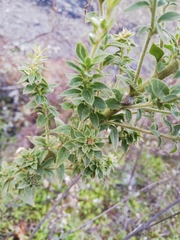 Anarrhinum duriminium