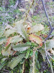 Anarrhinum duriminium