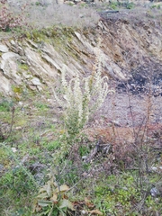 Anarrhinum duriminium