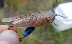 Pardalophora phoenicoptera