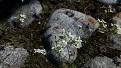 Arabidopsis suecica