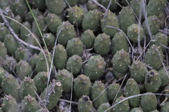 Maihueniopsis