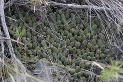 Maihueniopsis