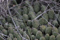 Maihueniopsis