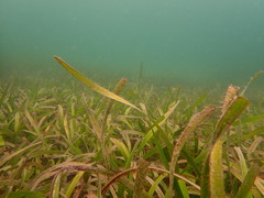 Posidonia australis