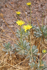 Enceliopsis covillei
