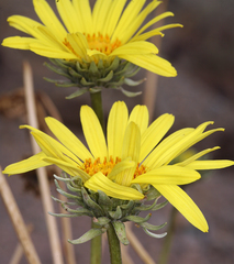 Enceliopsis covillei