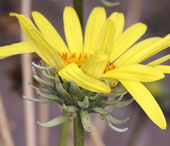 Enceliopsis covillei