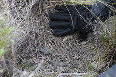 Maihueniopsis ovata