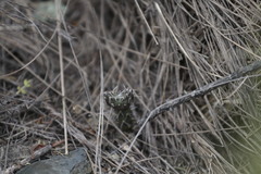 Maihueniopsis ovata