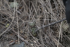 Maihueniopsis ovata