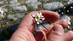 Arabidopsis suecica