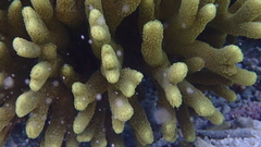 Porites cylindrica