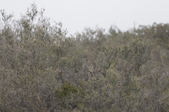 Poospizopsis hypochondria