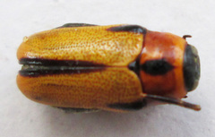 Peploptera